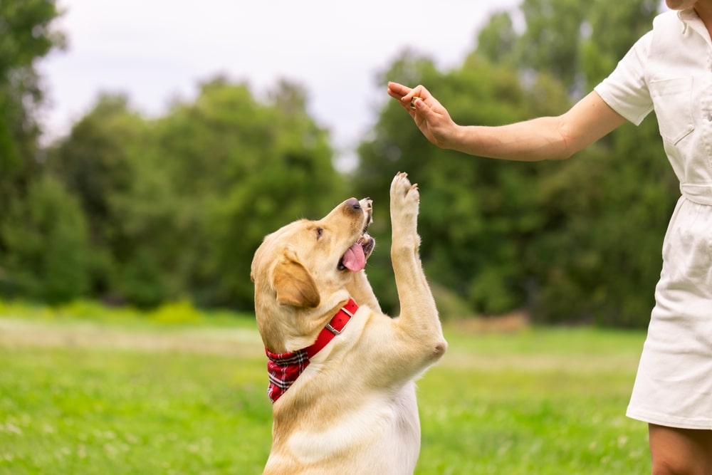 Top-rated 10 Best Dog Trainers of Kentucky